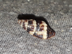 Engina australis