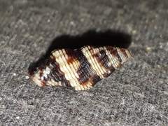 Engina australis