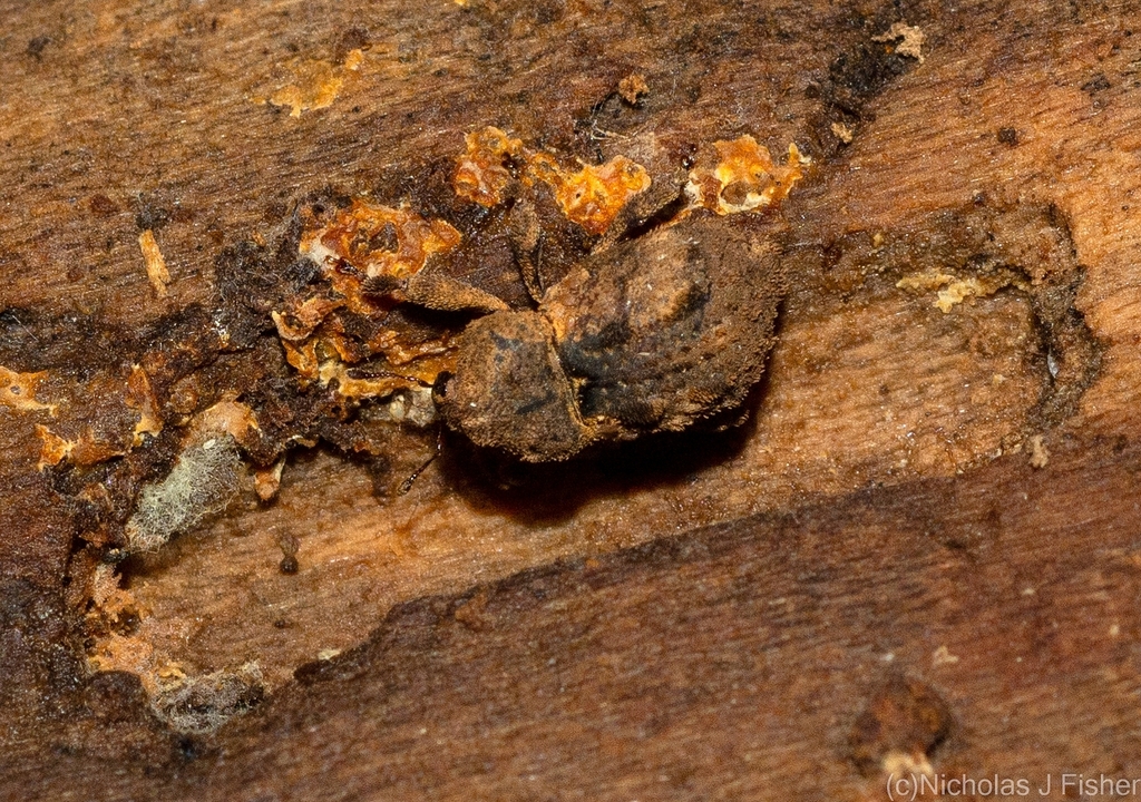 Niconotus tarphioides