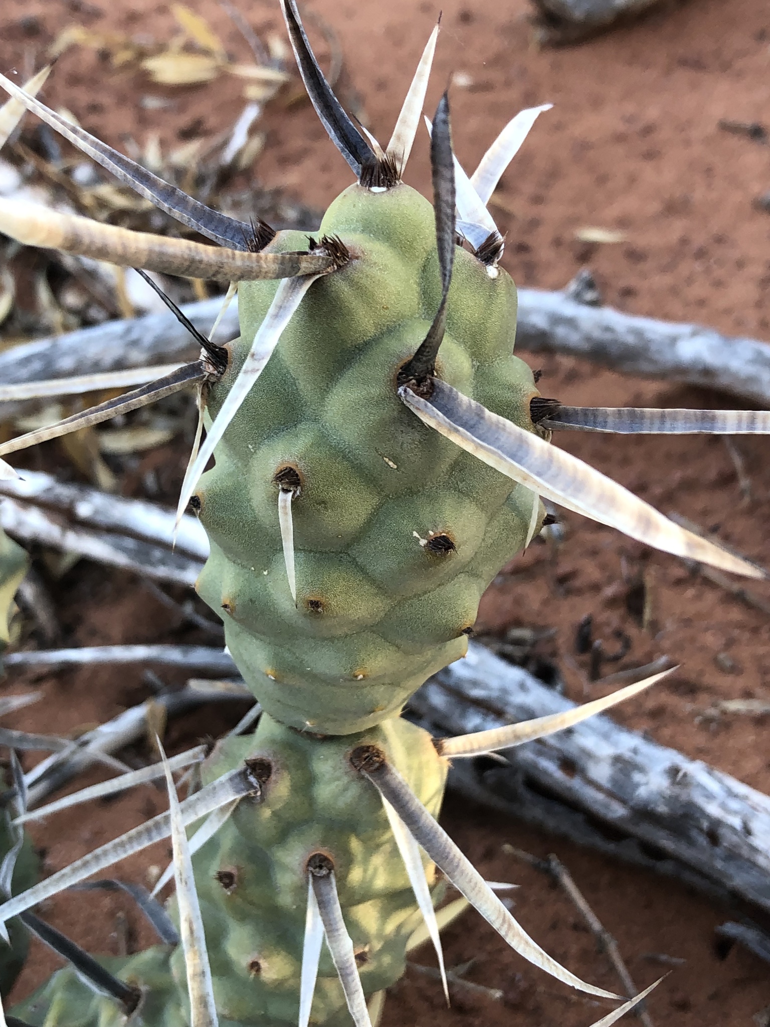 Tephrocactus articulatus