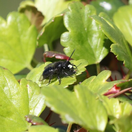 California Digger Bee