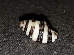 Engina zonalis