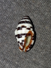 Engina zonalis