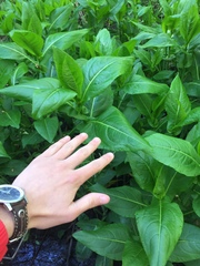 Rudbeckia auriculata