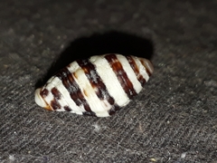 Engina zonalis