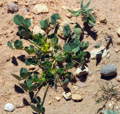 Trigonella stellata