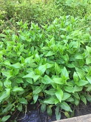 Rudbeckia auriculata