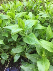Rudbeckia auriculata