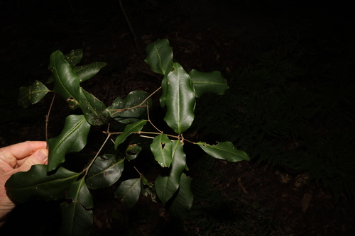 Image of Notelaea johnsonii by (c) Greg Tasney, some rights reserved (CC BY-SA)