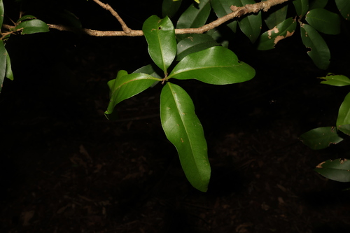 Image of Notelaea johnsonii by (c) Greg Tasney, some rights reserved (CC BY-SA)