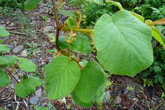 Actinidia setosa