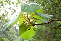 Actinidia setosa