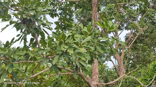 Image of Tabebuia aurea by (c) Thomaz Ricardo Favreto Sinani, some rights reserved (CC BY)