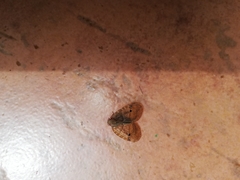 Nogodinidae