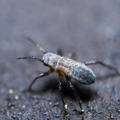 Active gray pine needle aphid