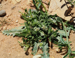Neotorularia torulosa