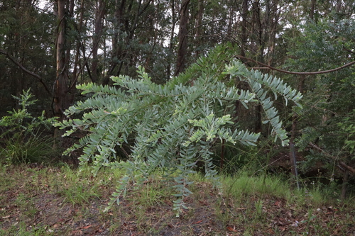 Image of Acacia prominens by (c) Thomas Mesaglio, some rights reserved (CC BY)