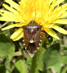 Pinthaeus sanguinipes
