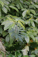 Arisaema heterophyllum