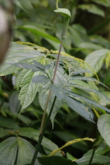 Arisaema heterophyllum