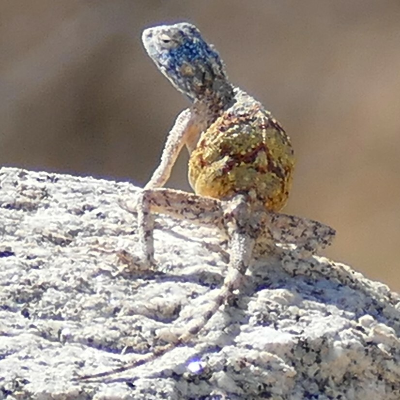 Agama anchietae Bocage, 1896