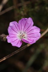 Geranium multisectum