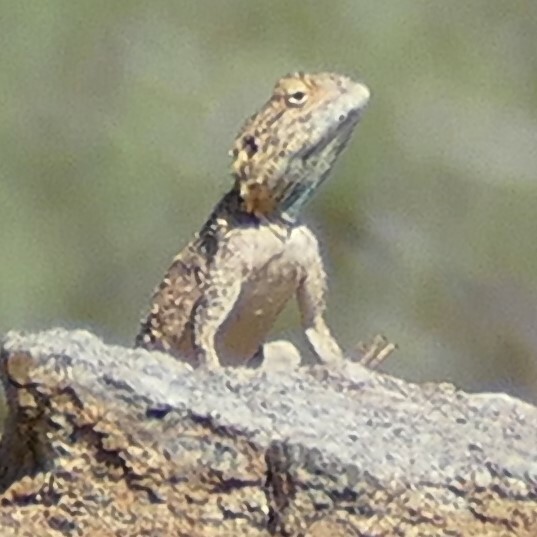 Agama anchietae Bocage, 1896