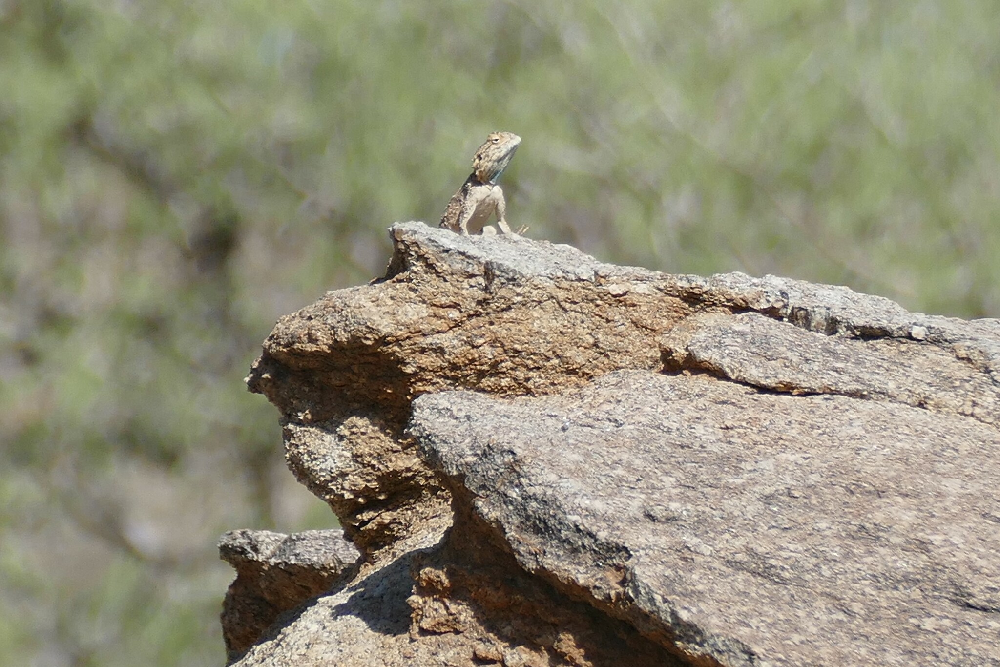 Agama anchietae Bocage, 1896