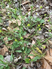 Ranunculus laxicaulis