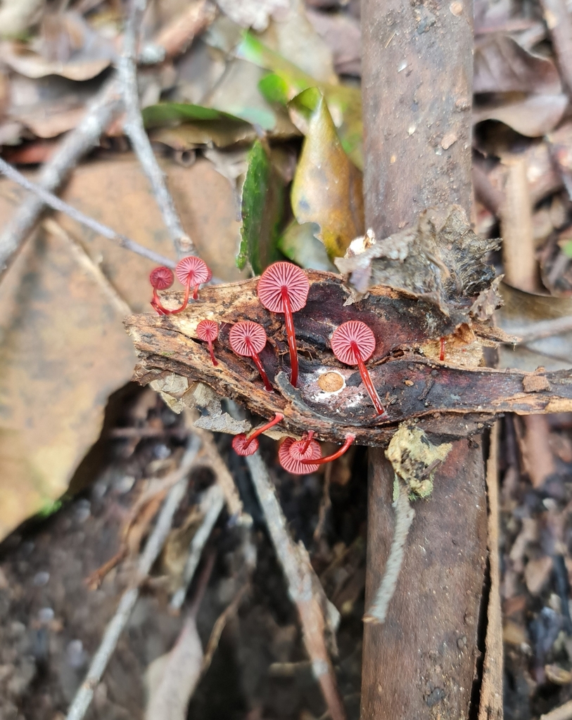 Ruby Bonnot ruby bonnet from XRXG+9F, Copeland NSW 2422, Australia on November 30 ...