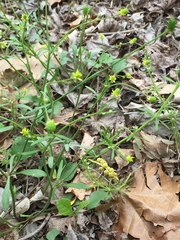 Ranunculus laxicaulis