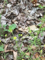 Ranunculus laxicaulis
