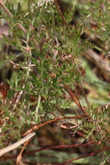 Geranium multisectum