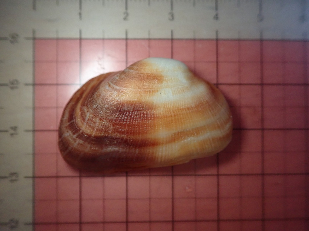 Barbatia lurida