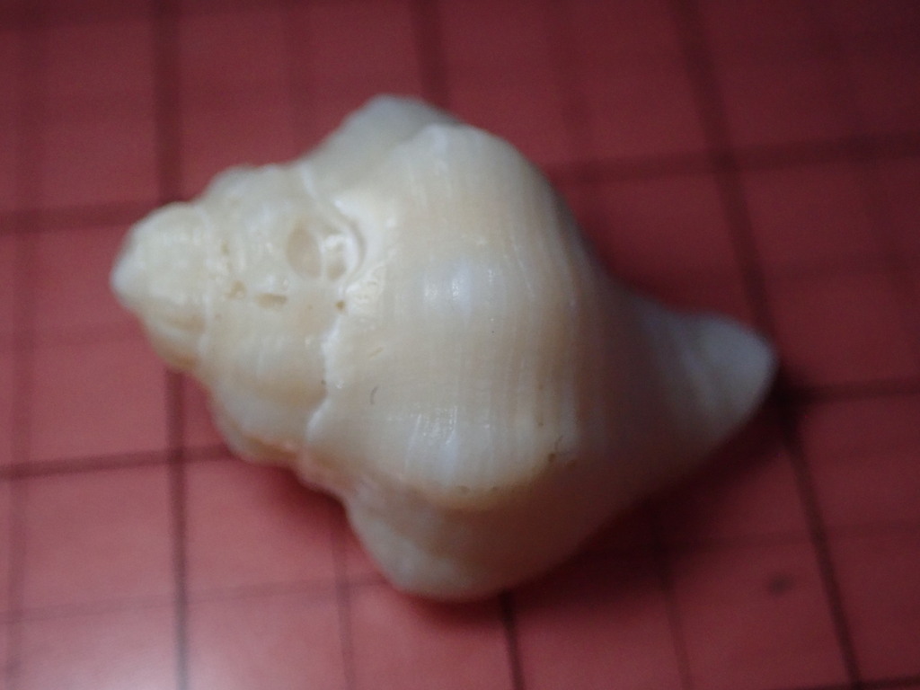 Solenosteira macrospira