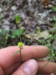 Ranunculus laxicaulis
