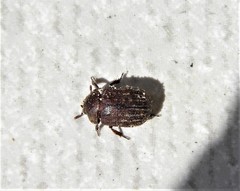 Aesalus scarabaeoides