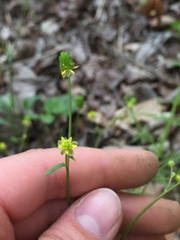 Ranunculus laxicaulis
