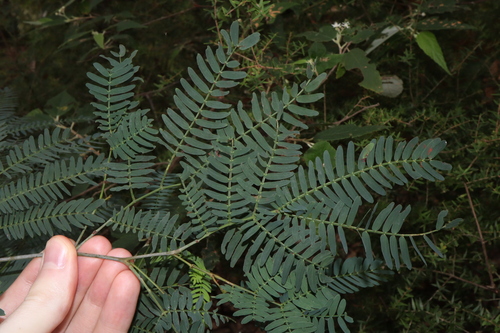 Image of Acacia schinoides by (c) Thomas Mesaglio, some rights reserved (CC BY)
