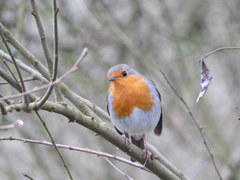 Erithacus rubecula