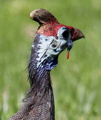 Numida meleagris mitratus