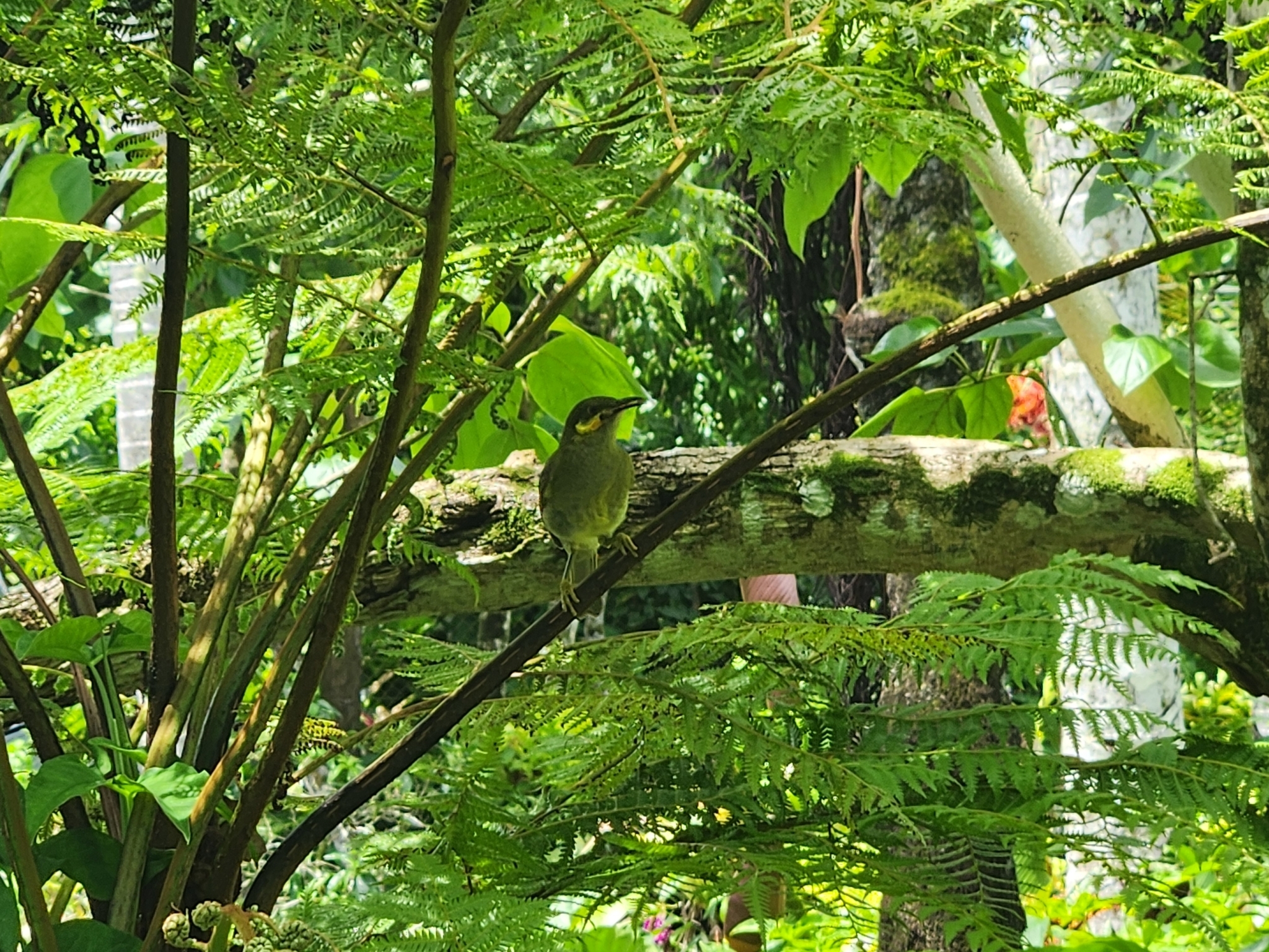 Polynesian Wattled Honeyeater (Foulehaio carunculatus), photo 9