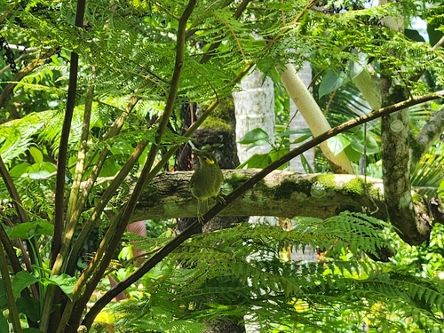 Polynesian Wattled Honeyeater (Foulehaio carunculatus), photo 8