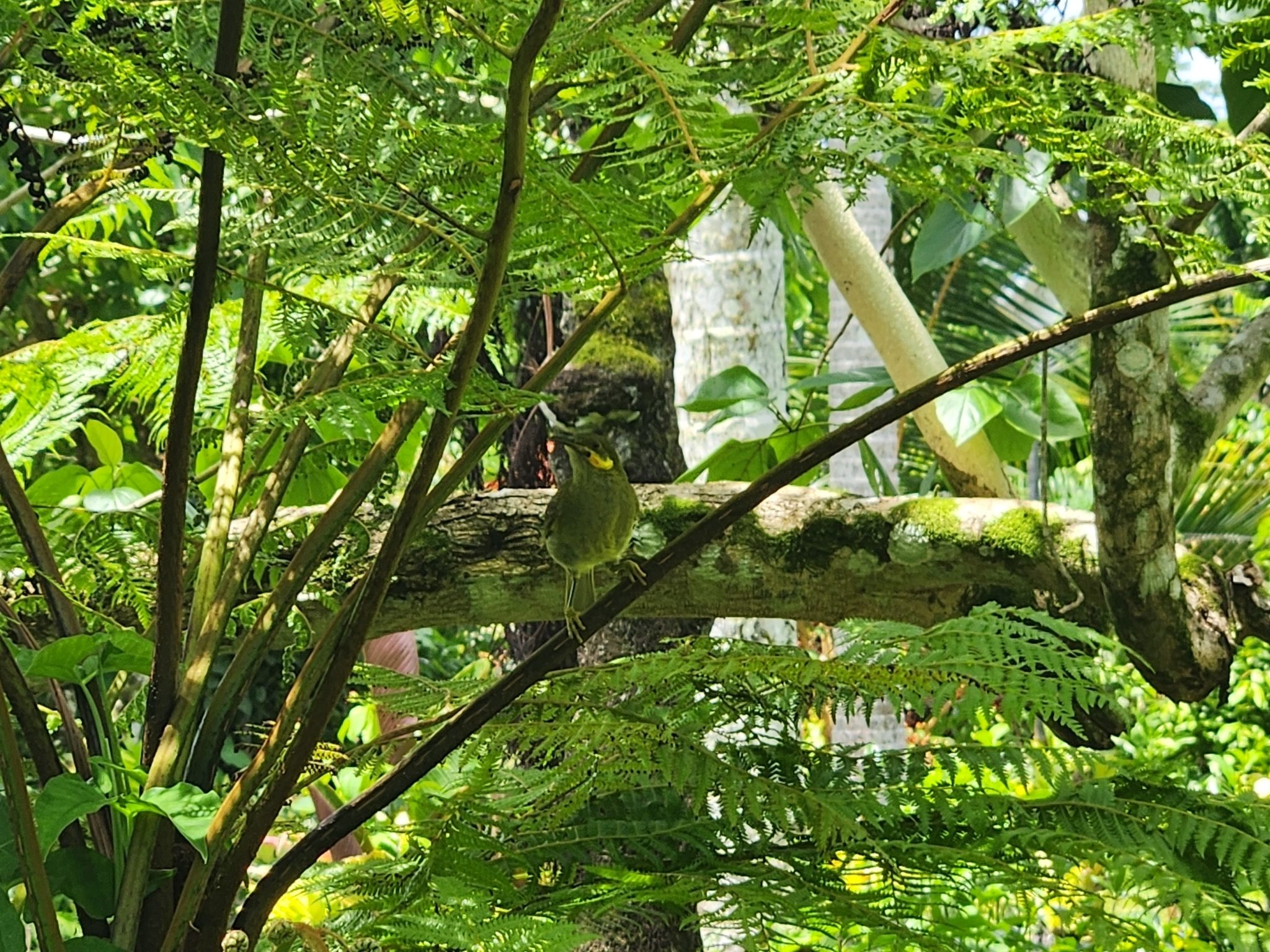 Polynesian Wattled Honeyeater (Foulehaio carunculatus), photo 10