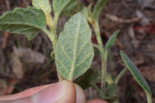 Image of Olearia tomentosa by (c) Thomas Mesaglio, some rights reserved (CC BY)