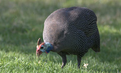 Numida meleagris mitratus