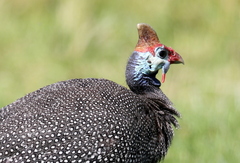 Numida meleagris mitratus