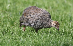 Numida meleagris mitratus