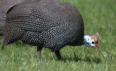 Numida meleagris mitratus