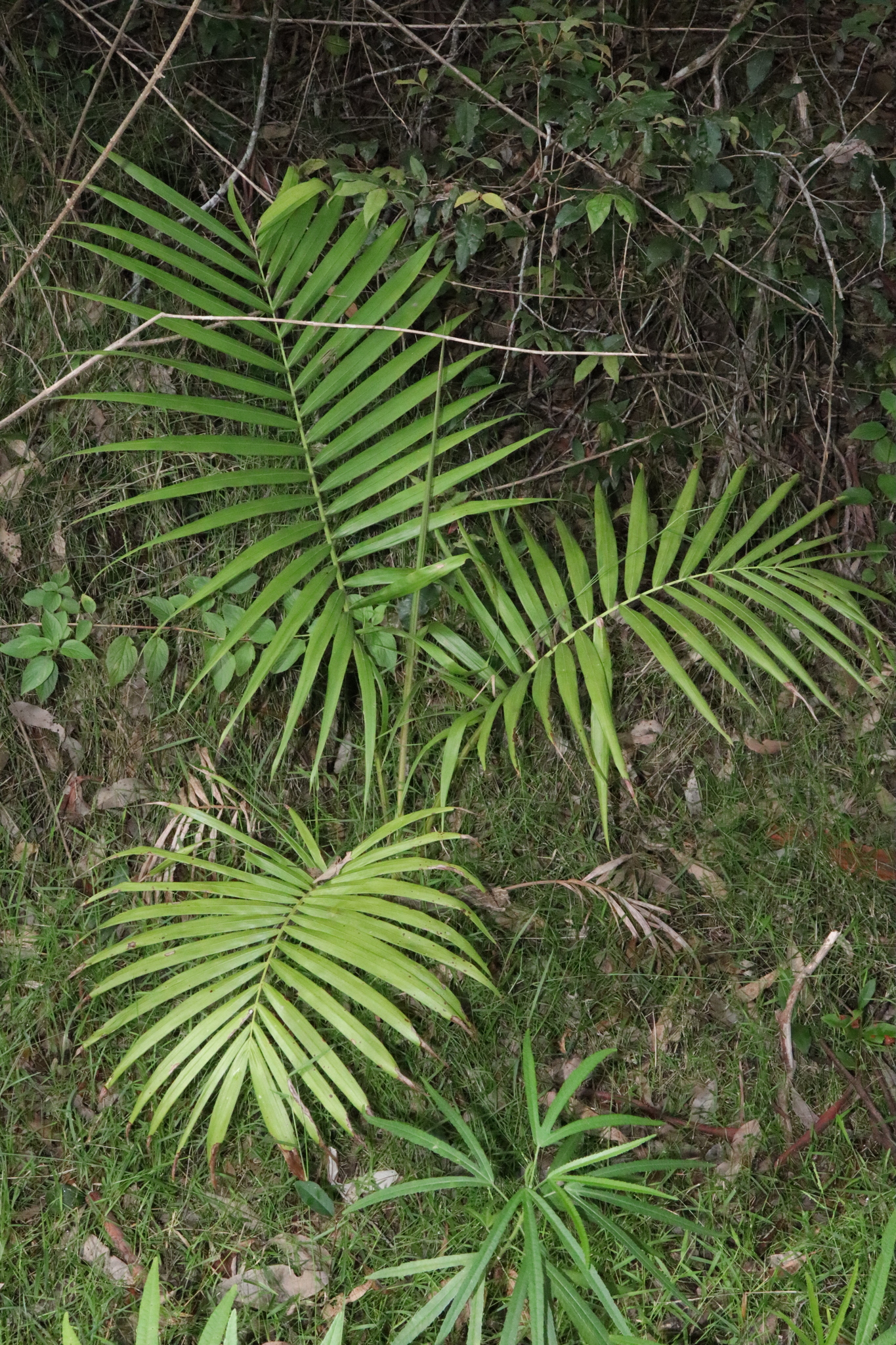 Imagem de Palmeira-imperial